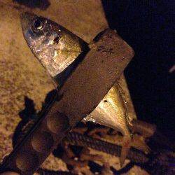 貝塚周辺でアジング～中層から底にアタリが集中