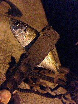 貝塚周辺でアジング～中層から底にアタリが集中