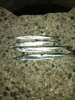 本荘人工島にてかなりの数のサヨリがわいてい…