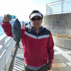 マリーナシティー投げサビキでグレが釣れました(^-^)/