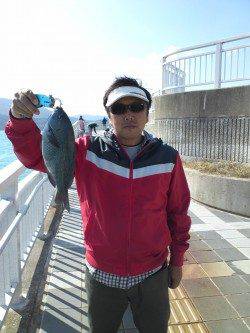 マリーナシティー投げサビキでグレが釣れました(^-^)/