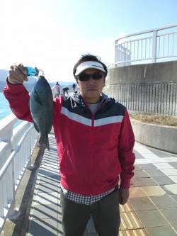 マリーナシティー投げサビキでグレが釣れまし…
