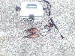 南港からりんくうまでランガン、ガシラ&アジ