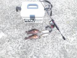 南港からりんくうまでランガン、ガシラ&am…