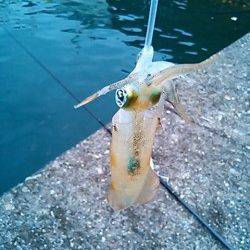 小浦漁港アオリイカ釣果　悪天候のため湾内でのエギング