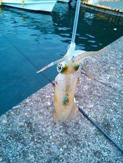小浦漁港アオリイカ釣果　悪天候のため湾内でのエギング