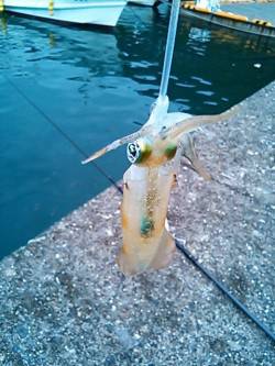 小浦漁港アオリイカ釣果　悪天候のため湾内で…