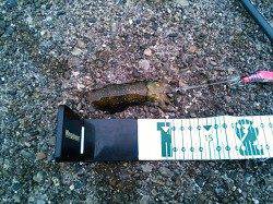 小浦漁港アオリイカ釣果　悪天候のため湾内でのエギング