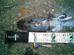 風裏求めてランガン、なんとかアオリ２杯(*^^)v