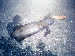 谷川漁港ナイトエギング　〜胴長15cm位のアオリイカ〜