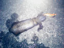 谷川漁港ナイトエギング　〜胴長15cm位の…