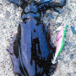 柴山港でエギング、リリース多数も最大は16cmくらいでした