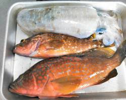 香美エリアの地磯で、シイラ・ナイスサイズの…