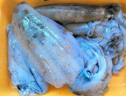 香美エリアの地磯で、シイラ・ナイスサイズのアコウ・アオリの釣果