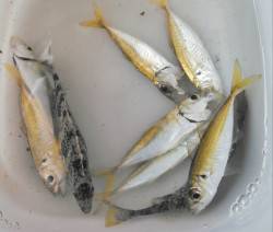 柴山港サビキでアジ釣り　お子様大喜び♪