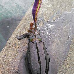 合間を狙って柴山港でエギング、まだまだ小さいのが沢山います