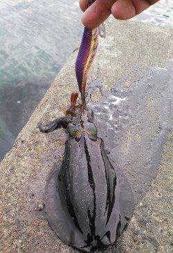 合間を狙って柴山港でエギング、まだまだ小さいのが沢山います