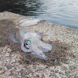 合間を狙って柴山港でエギング、まだまだ小さいのが沢山います