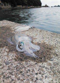 合間を狙って柴山港でエギング、まだまだ小さいのが沢山います