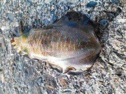 【8日】柴山港、強風の中なんとかアオリGET