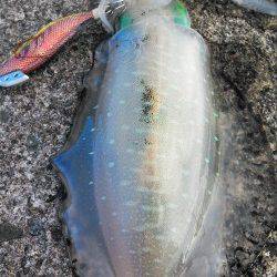 【8日】柴山港、強風の中なんとかアオリGET