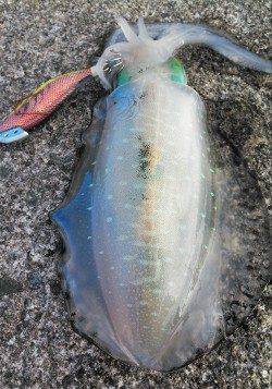 【8日】柴山港、強風の中なんとかアオリGET