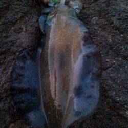 柴山港でエギング　30分で5連続ヒット！