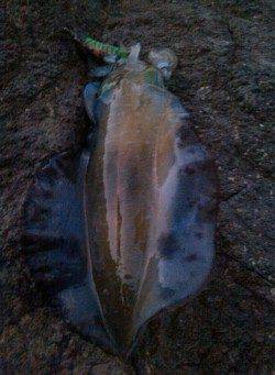 柴山港でエギング　30分で5連続ヒット！