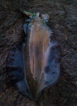 柴山港でエギング　30分で5連続ヒット！