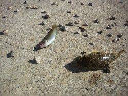 丸山での投げ釣り、フグと根掛かりで仕掛けが…