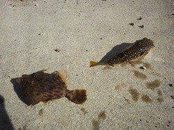 丸山での投げ釣り、フグと根掛かりで仕掛けが…