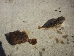 丸山での投げ釣り、フグと根掛かりで仕掛けが…