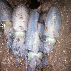 柴山港でエギング　30分で5連続ヒット！