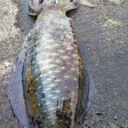 柴山港　台風前のエギング釣行で胴長24cmのアオリイカ☆