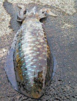 柴山港　台風前のエギング釣行で胴長24cmのアオリイカ☆