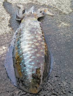 柴山港　台風前のエギング釣行で胴長24cm…