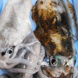 柴山港　台風前のエギング釣行で胴長24cmのアオリイカ☆