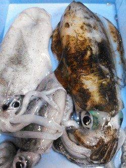 柴山港　台風前のエギング釣行で胴長24cmのアオリイカ☆