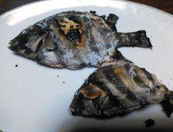 柴山港サビキアジ、お子様爆釣でファミリーフィッシング満喫♪