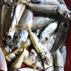 柴山港サビキアジ、お子様爆釣でファミリーフィッシング満喫♪