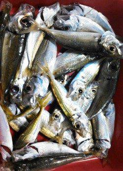 柴山港サビキアジ、お子様爆釣でファミリーフィッシング満喫♪