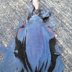 柴山港　ナイトエギングで雨の中のアオリイカ狙い