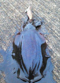 柴山港　ナイトエギングで雨の中のアオリイカ狙い