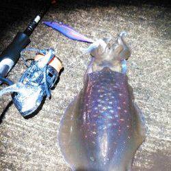 柴山港　ナイトエギングで雨の中のアオリイカ狙い