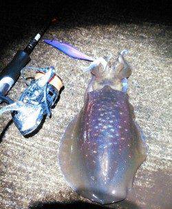 柴山港　ナイトエギングで雨の中のアオリイカ狙い