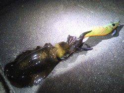 明石港でのエギング釣果