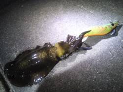 明石港でのエギング釣果