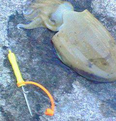 津居山でエギング　コウイカ&アオリイカ