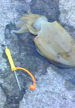 津居山でエギング　コウイカ&アオリイカ