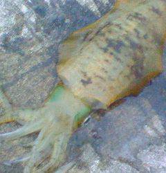 津居山でエギング　コウイカ&アオリイカ